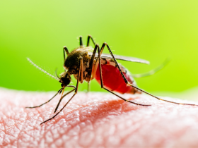 Parásitos modificados genéticamente inmunizan contra malaria