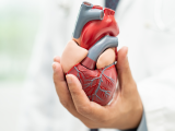 Marcador sanguíneo predice riesgo cardiovascular en adultos mayores