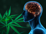 Consumo excesivo de cannabis afecta el rendimiento cognitivo