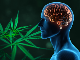 Consumo excesivo de cannabis afecta el rendimiento cognitivo
