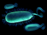 Tetraciclina supera a amoxicilina en terapias de rescate contra H. pylori