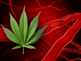 Fumar y consumir cannabis se asocian con disfunción endotelial