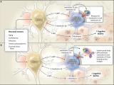 Neuroinflamación y Alzheimer