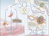 Bases de la toxicidad miocárdica por antraciclinas