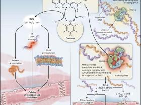 Bases de la toxicidad miocárdica por antraciclinas
