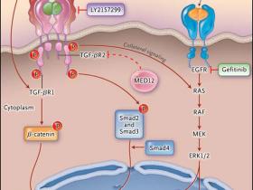 MED12 y el control de la respuesta a fármacos contra el cáncer