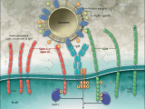Las Siglecs y la regulación autoinmune