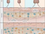 El macrófago como diana terapéutica en la aterosclerosis