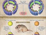 Analgesia: la exquisita especificidad de la naturaleza