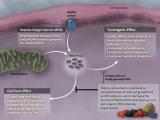 Suplementos antioxidantes: combustible para el cáncer