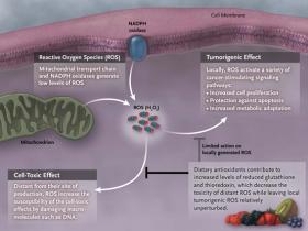 Suplementos antioxidantes: combustible para el cáncer