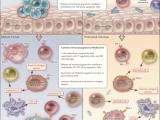 Inmunoterapia, cáncer y enfermedades infecciosas
