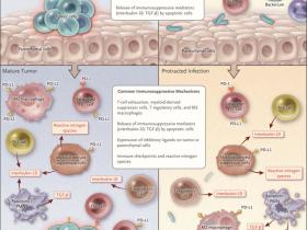 Inmunoterapia, cáncer y enfermedades infecciosas