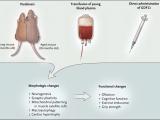 La sangre joven rejuvenece