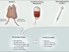 La sangre joven rejuvenece
