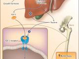 La vital conexión de la vitamina B12