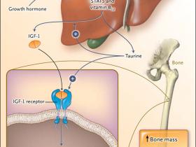 La vital conexión de la vitamina B12