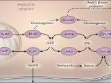 El medicamento preferido para la diabetes tipo 2