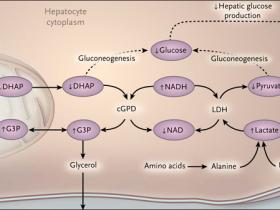 El medicamento preferido para la diabetes tipo 2