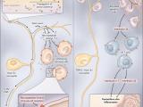 Neuronas sensoriales para el dolor y la inflamación