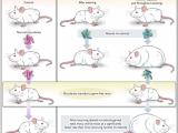 Microbiota, antibióticos y obesidad