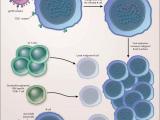 Cáncer por culpa del virus de Epstein-Barr