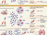 Foco terapéutico: exosomas en el cáncer