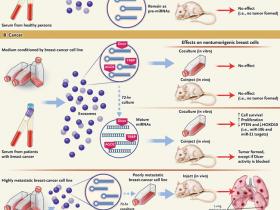 Foco terapéutico: exosomas en el cáncer