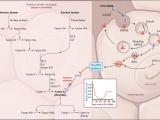 Enfoques moleculares para mejorar la hemofilia