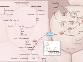 Enfoques moleculares para mejorar la hemofilia
