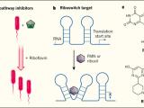 Interruptor molecular: el nuevo truco de los antibióticos