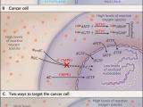 El envenenamiento de las células cancerígenas