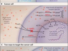 El envenenamiento de las células cancerígenas
