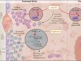 A la caza de la leucemia mieloide