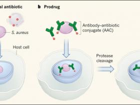 Hallando el escondite de Staphylococcus aureus