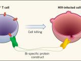 VIH: eliminando células para curar