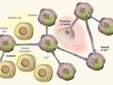 Cáncer cerebral: un eficaz mecanismo de resistencia