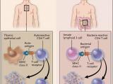Regulación celular de la inflamación intestinal 