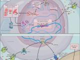 Epigenética: al rescate de la inmunoterapia