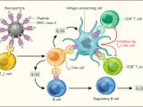 Nanopartículas para combatir la autoinmunidad