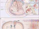 Zika virus: mecanismo para una herencia precoz