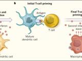 Nanopartículas y ayuda antiviral contra el cáncer 