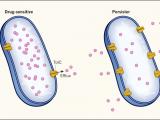 El artilugio bacteriano para rechazar antibióticos