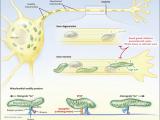 Movimiento mitocondrial al rescate de las neuronas