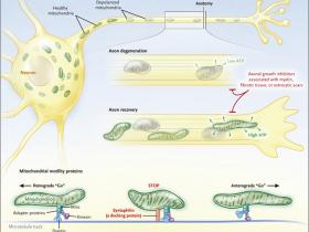 Movimiento mitocondrial al rescate de las neuronas