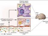 Productos microbianos contra la inflamación