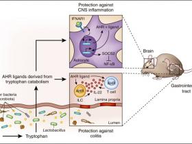 Productos microbianos contra la inflamación