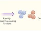Presentimiento genético para la leucemia
