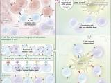 Neoantígenos: las cartas de presentación del cáncer