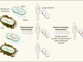 Talento bacteriano para propagar la infección